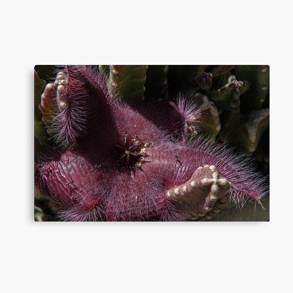 Item preview, New cactus flower Leith Park Victoria 20151211 6444    designed and sold by Fred Mitchell.