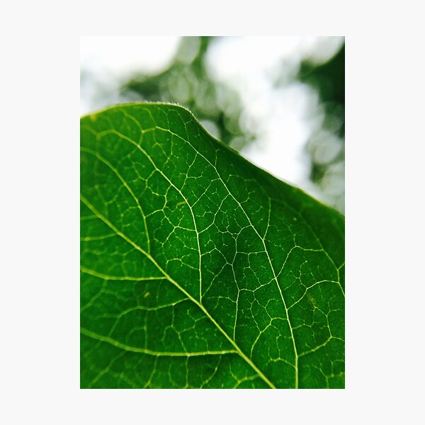 Green Veins Photographic Print