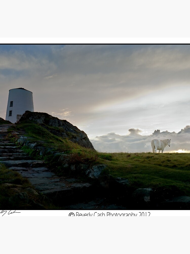 Horse on Llanddwyn Island, Newborough, Anglesey by bcash