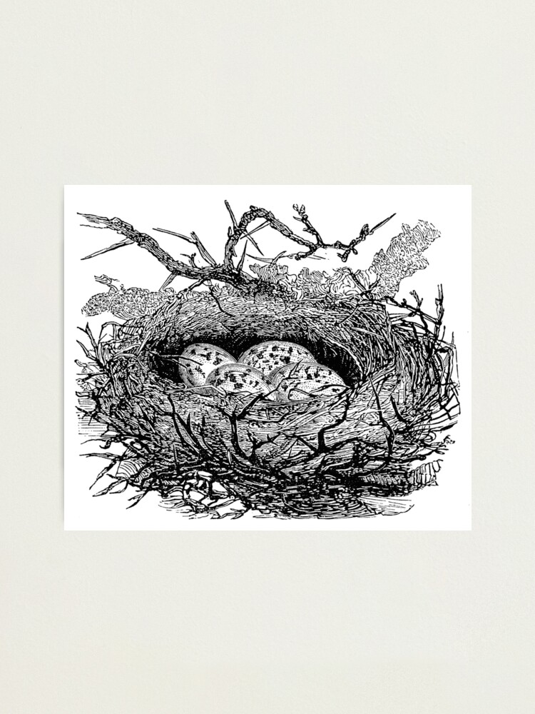 vintage bird nest clip art