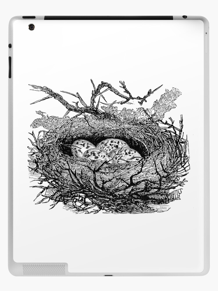 File:Bird Nest Drawing.jpg - Wikimedia Commons