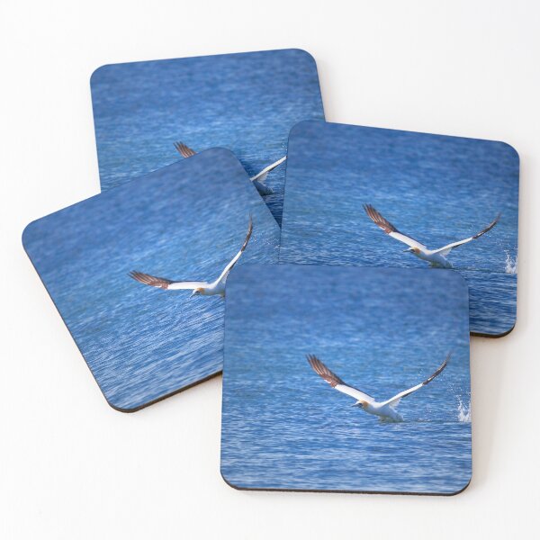 Item preview, Gannet Take Off #3 designed and sold by DVart-nz.