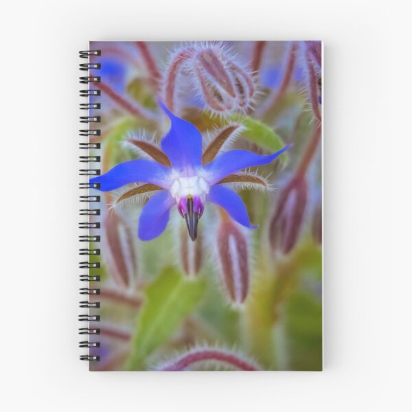 Item preview, Borage flower #2 designed and sold by DVart-nz.