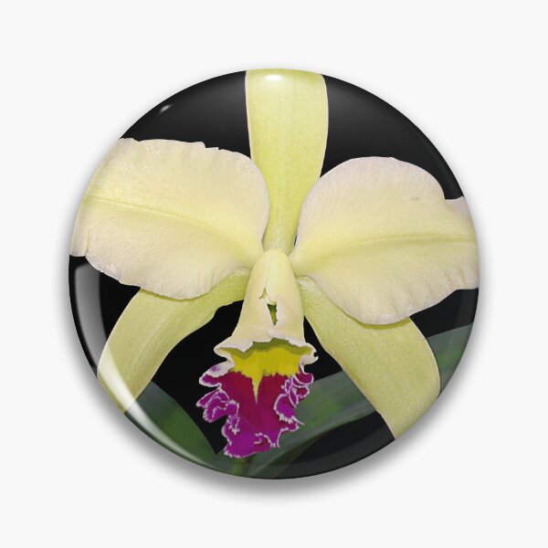 Item preview, Regal Orchid Flower - Brassolaeliocattleya Greenwich 'Elmhurst' designed and sold by rvjames.