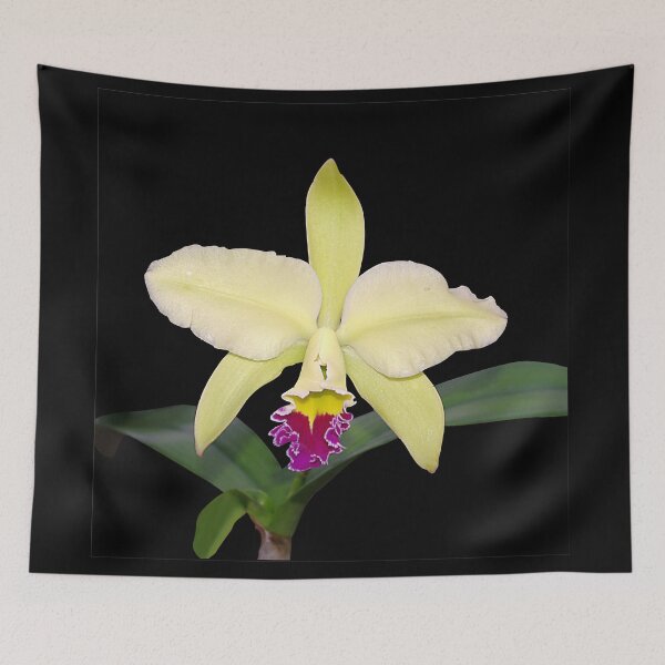 Item preview, Regal Orchid Flower - Brassolaeliocattleya Greenwich 'Elmhurst' designed and sold by rvjames.