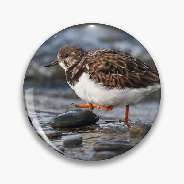 Item preview, Wading turnstone designed and sold by GreyFeatherPhot.
