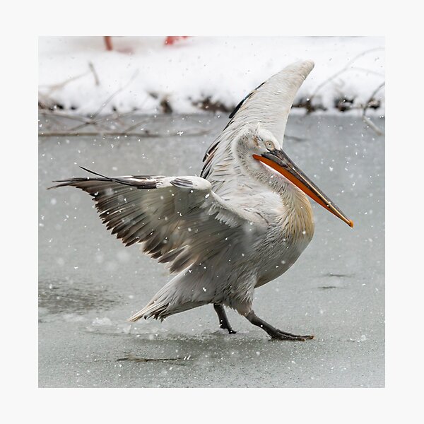 Pelican in the snow Photographic Print