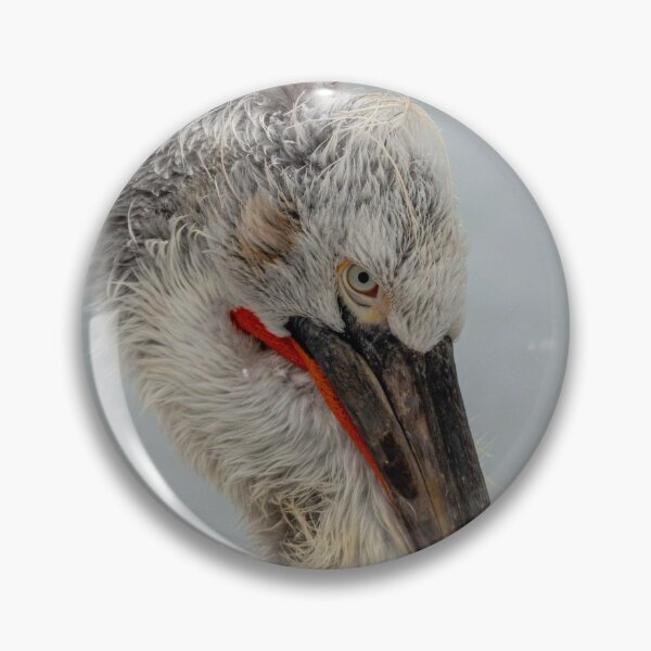 Item preview, Closeup of a Pelican designed and sold by pietrofoto.