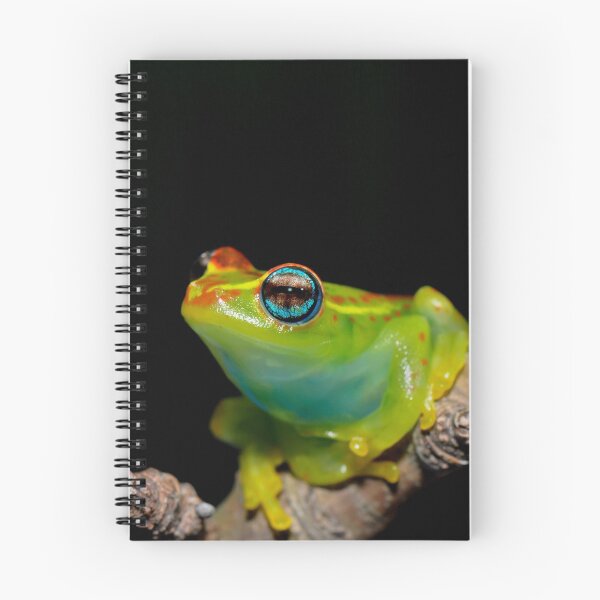 Item preview, Madagascar Bright-Eyed Frog designed and sold by ReptileAmphibia.