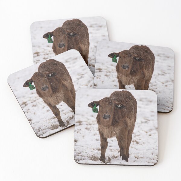 Item preview, Brahman calf designed and sold by jacindasgarner.