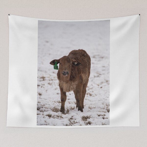 Item preview, Brahman calf designed and sold by jacindasgarner.