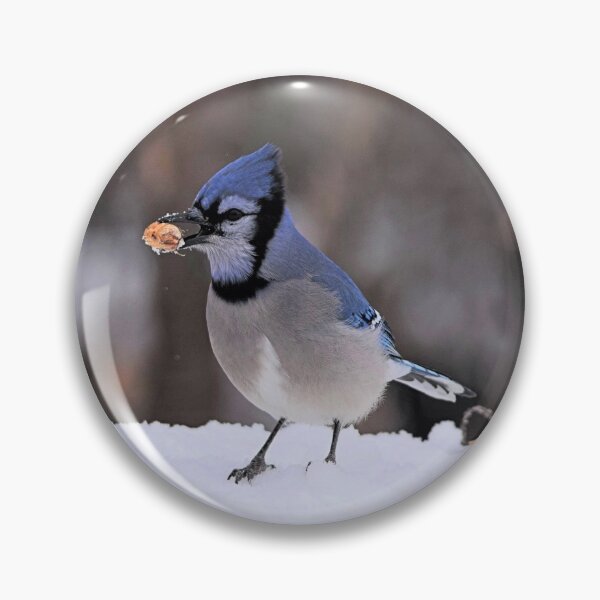 Item preview, Blue Jay With Peanut designed and sold by NicoleFrederick.