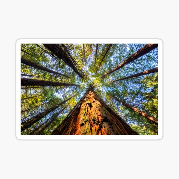 Item preview, Redwood Heaven Reach designed and sold by SeeOneSoul.