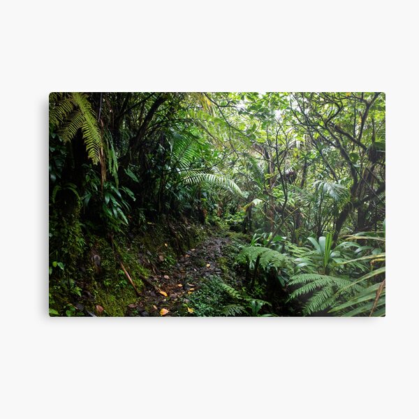 Dominica Rainforest III Metal Print