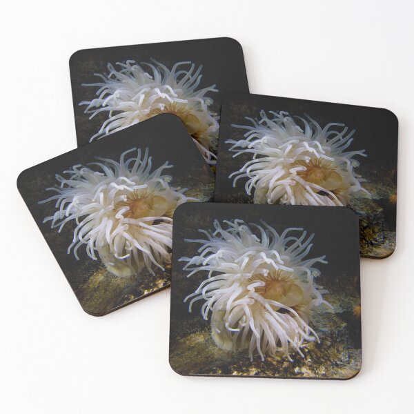 Item preview, anenome designed and sold by bcash.