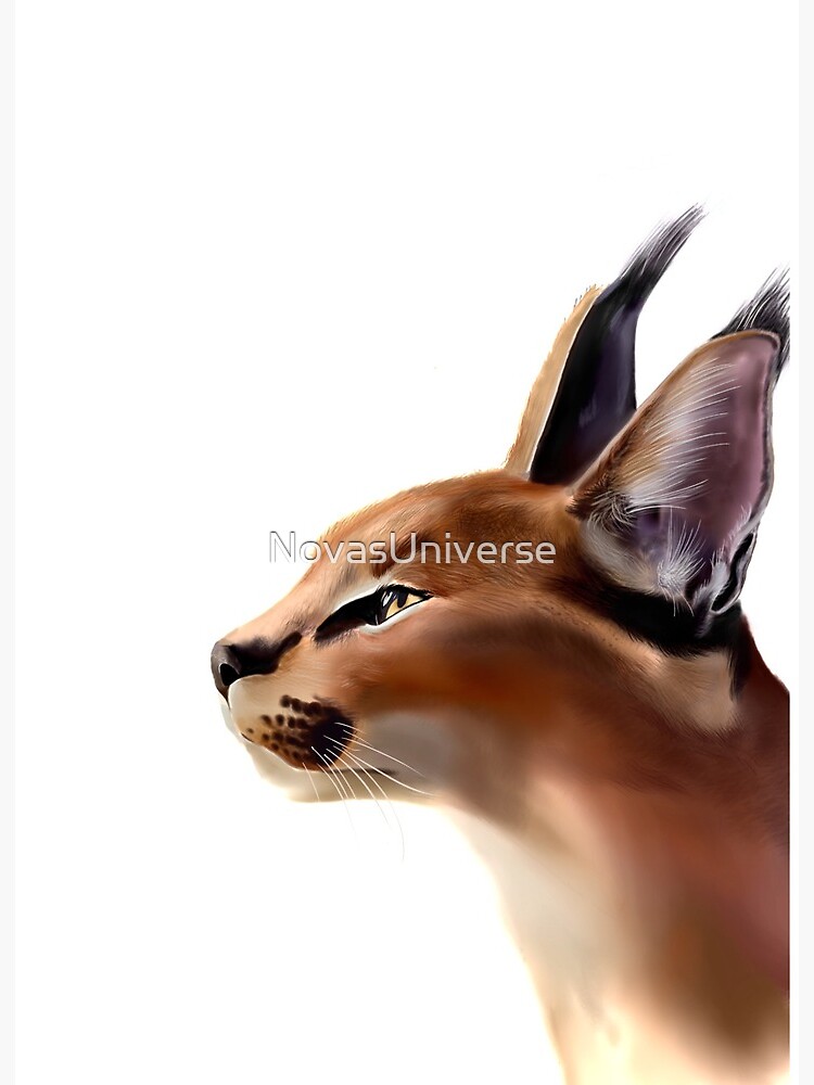 Caracal Cat One | Art Board Print