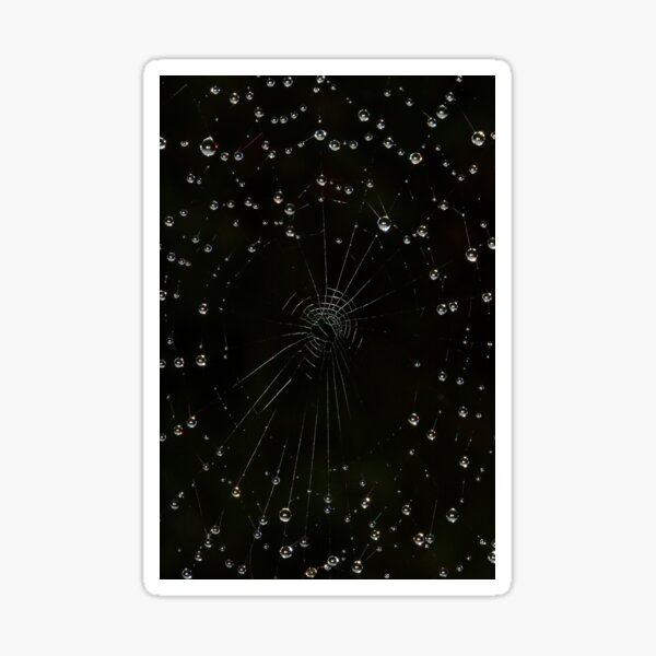 RainDrops on Lace Sticker