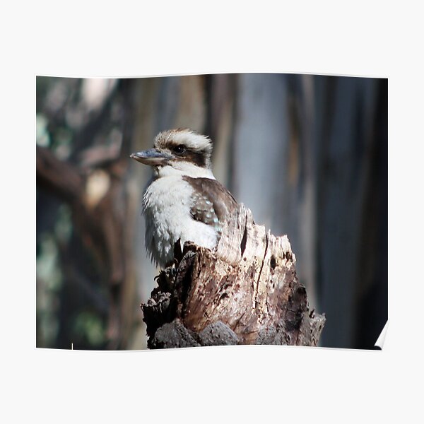 True Blue Kookaburra Poster
