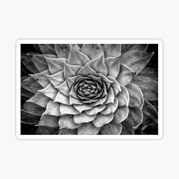 Giant Chalk Dudleya Succulent Sticker