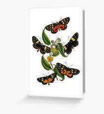 FF - Butterfly-2 Greeting Card