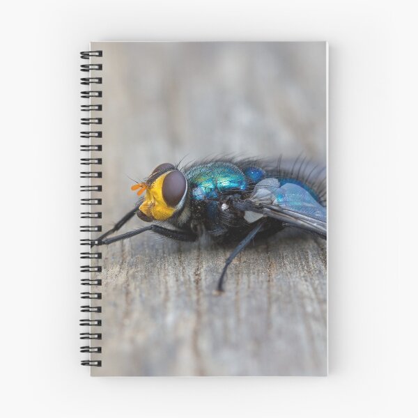 Item preview, Bristle fly (Chlorotachina sp.) designed and sold by Trent Townsend.