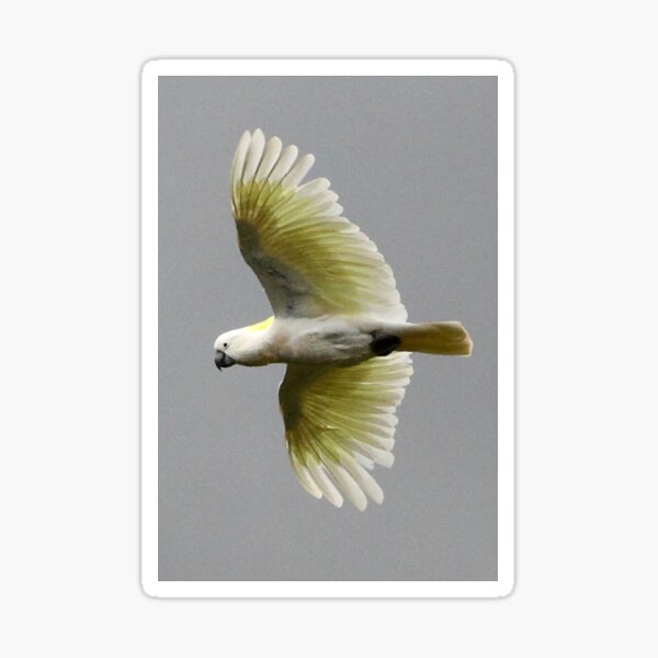 Sulphur Crested Cockatoo Sticker