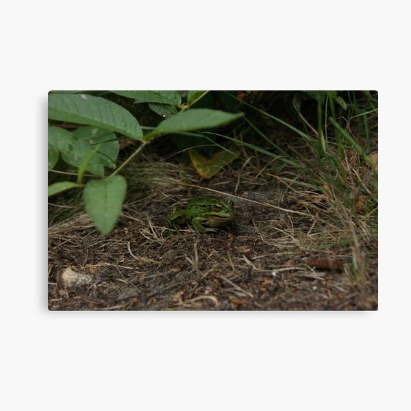 Froggy friend Canvas Print
