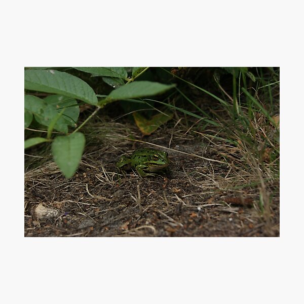 Froggy friend Photographic Print