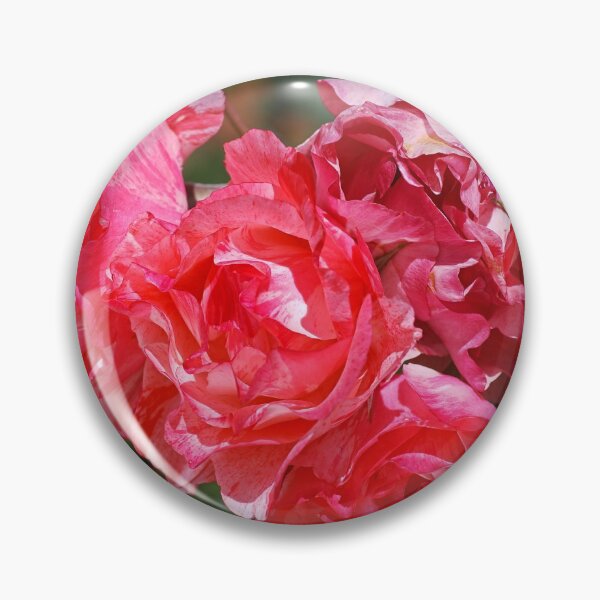 Item preview, Grimaldi Rose Variegated Red  designed and sold by Joy Watson - Natural Light Photography .