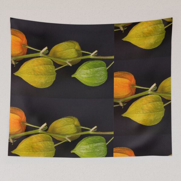 Item preview, Physalis or balloon flower, designed and sold by Ingo Gerlach.