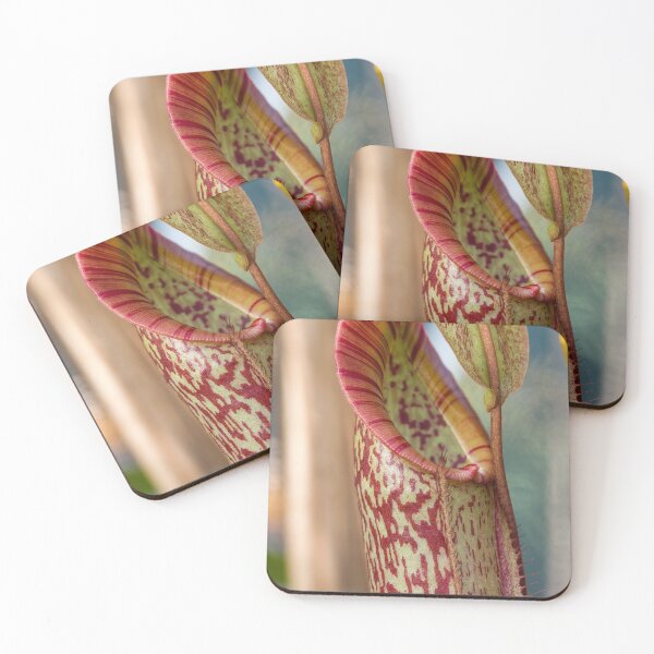 Item preview, Opening tropical pitcher plant - Nepenthes fusca x maxima  designed and sold by Trent Townsend.