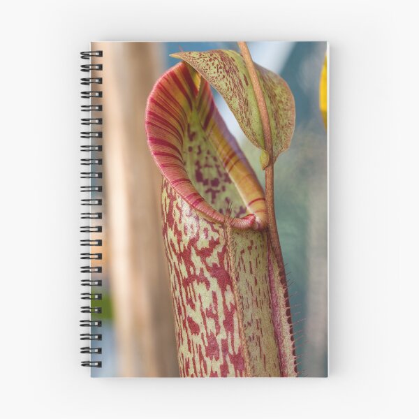 Item preview, Opening tropical pitcher plant - Nepenthes fusca x maxima  designed and sold by Trent Townsend.
