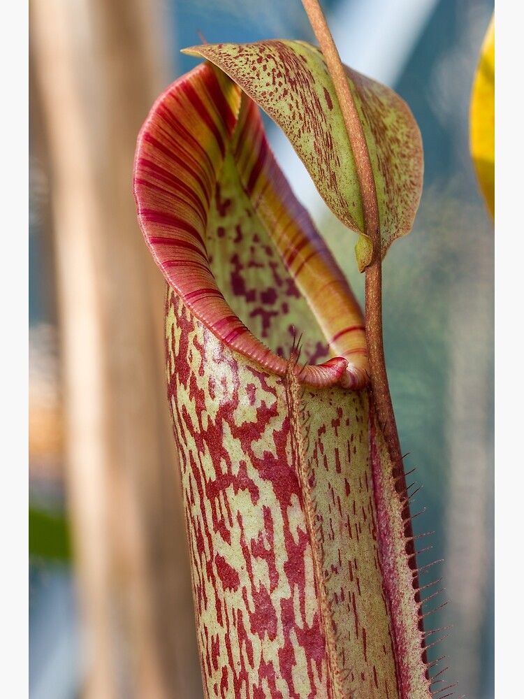 Nepenthes Jungle Bells