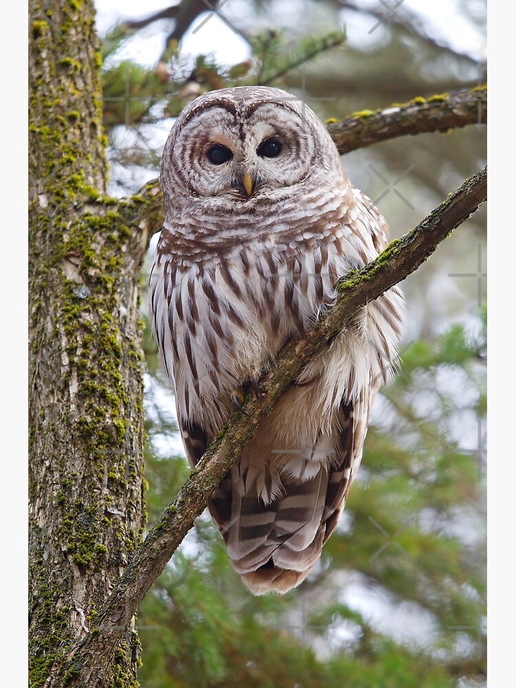 "Who, Who, Who cooks for you? Barred Owl" Poster by darby8 Redbubble