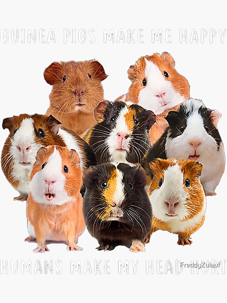 "Guinea pigs make me happy Humans make my head hurt" Sticker for Sale