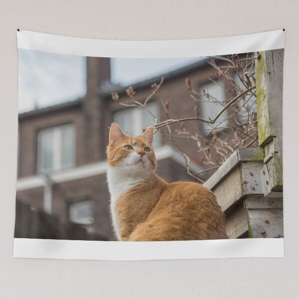 Item preview, Alert red cat designed and sold by Photopat.