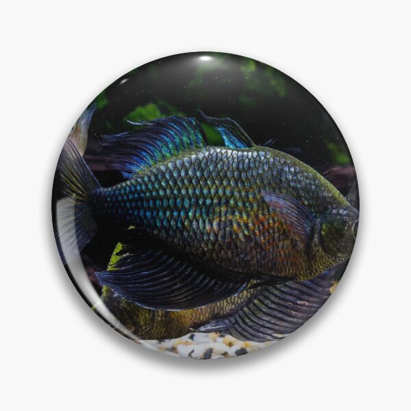 Item preview, Glossolepis wanamensis designed and sold by Derek Byrne.