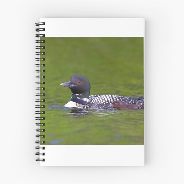 Item preview, Common Loon with chick designed and sold by James Cumming.