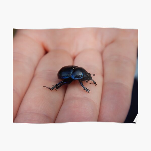 Beetle Buddy Poster