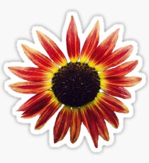 Pegatina Girasol rojo