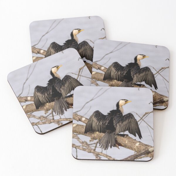 Item preview, Little Pied Cormorant (Microcarbo melanoleucos) designed and sold by Trent Townsend.
