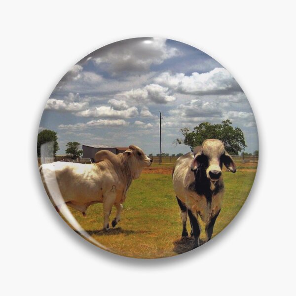 Item preview,  Brahman  Bulls designed and sold by Savannah Gibbs.