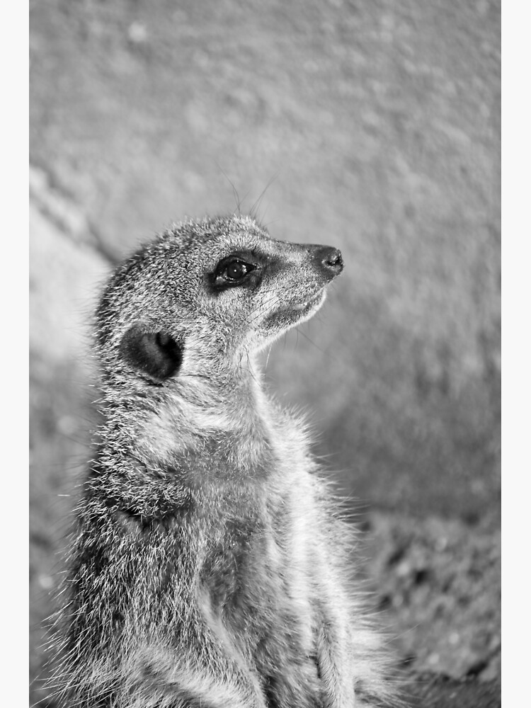 Suricate noir et blanc Sticker