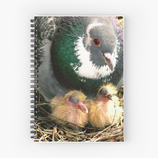 Item preview, Parent pigeon and hatchlings  designed and sold by AlexIPhotograph.