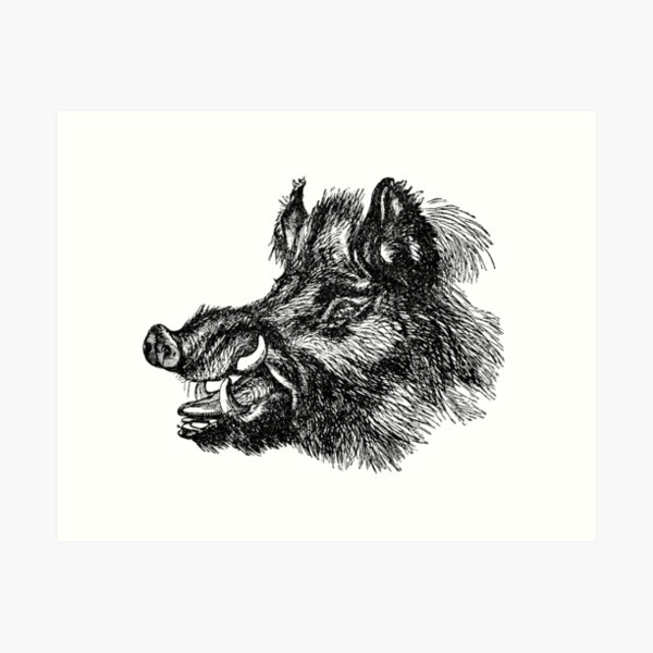 Vintage Wild Boar Head Illustration Retro 1800s Black and White Image Art Print