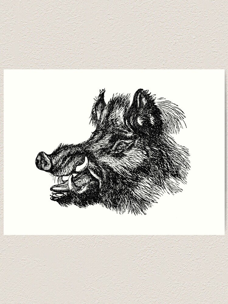Vintage Wild Boar Head Illustration Retro 1800s Black And White Image Art Print By Silverspiral Redbubble