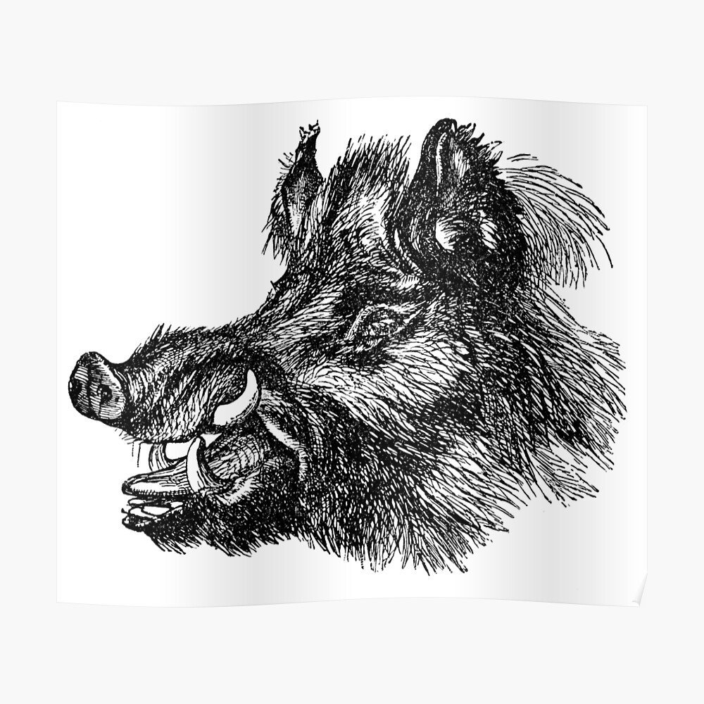 Sticker Tete De Sanglier Vintage Illustration Retro Des Annees 1800 Image En Noir Et Blanc Par Silverspiral Redbubble