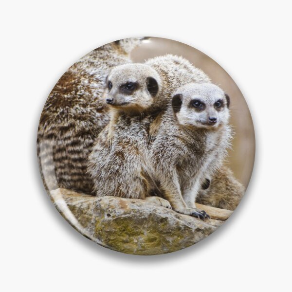 Item preview, Huddle of meerkats designed and sold by cdkphotos.