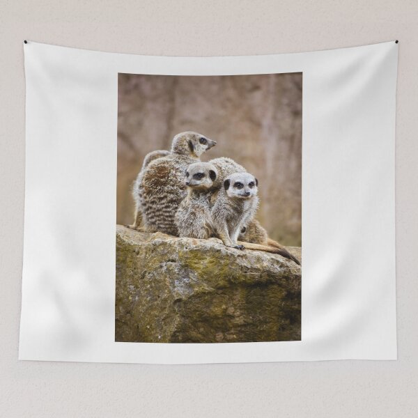 Item preview, Huddle of meerkats designed and sold by cdkphotos.