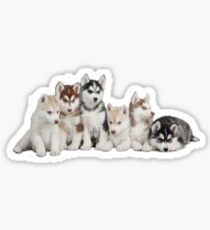Husky Puppy Stickers Sticker